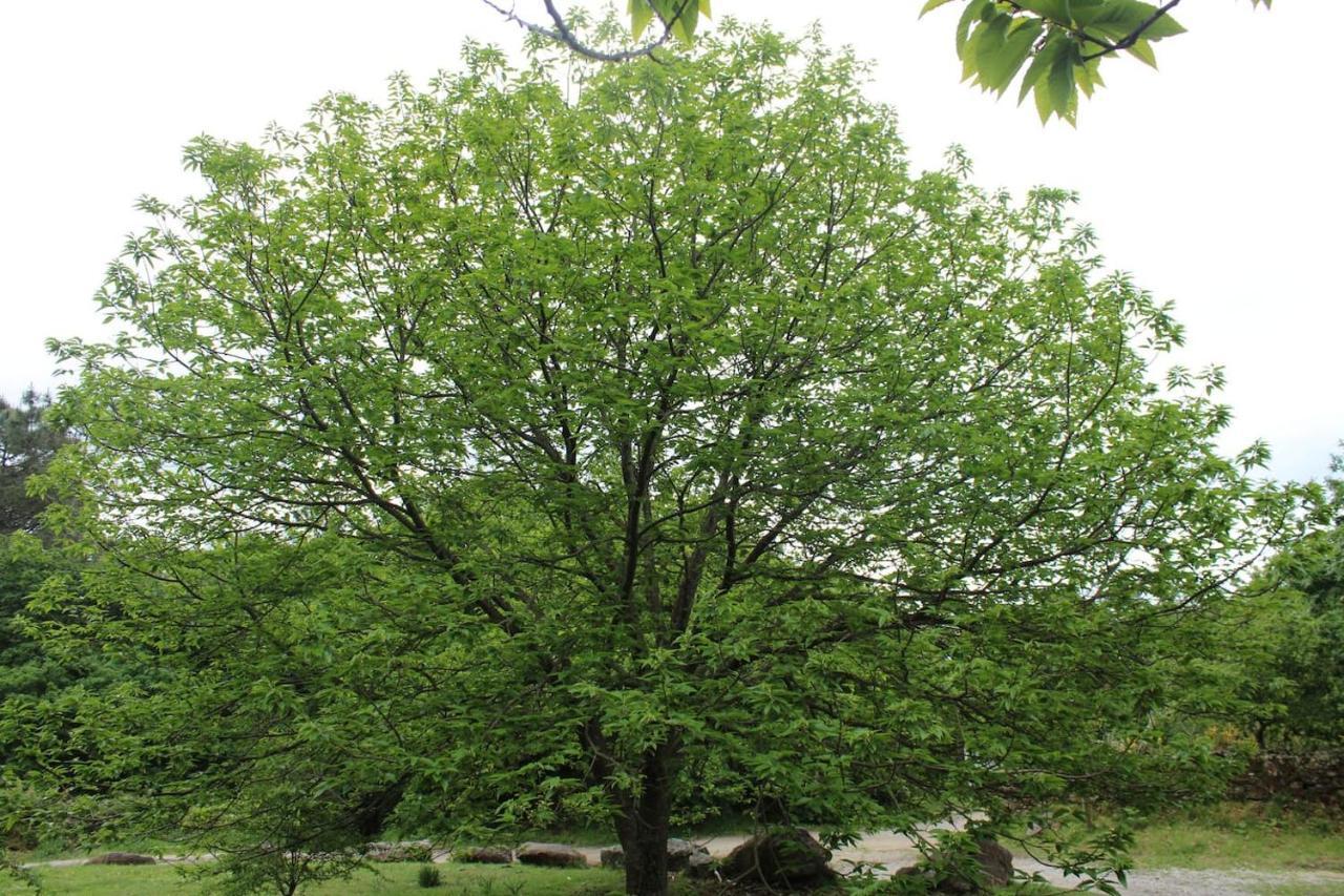 산티아고데콤포스텔라 Casa De Piedra Tipica 빌라 외부 사진
